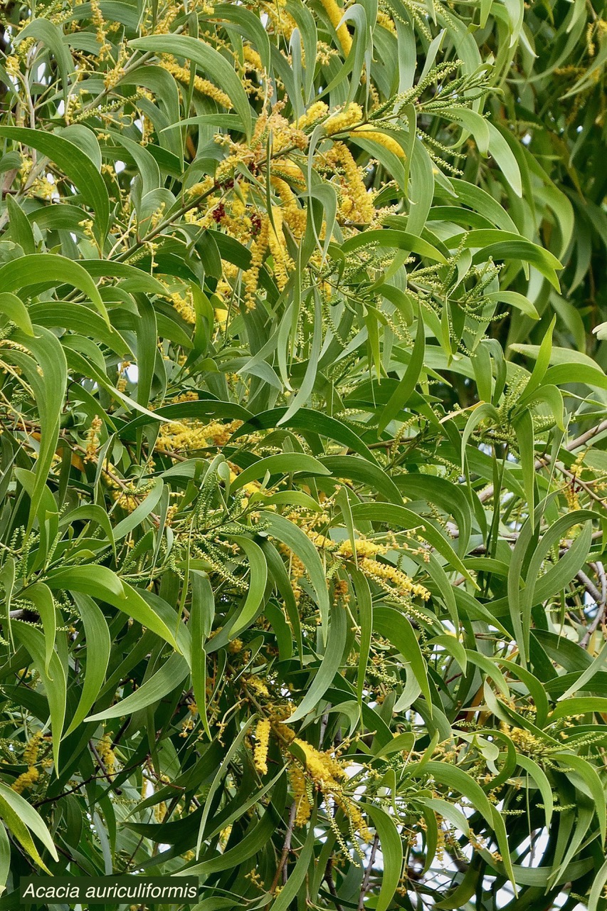 Acacia auriculiformis.fabaceae.espèce cultivée..jpeg