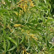 Acacia auriculiformis.fabaceae.espèce cultivée..jpeg