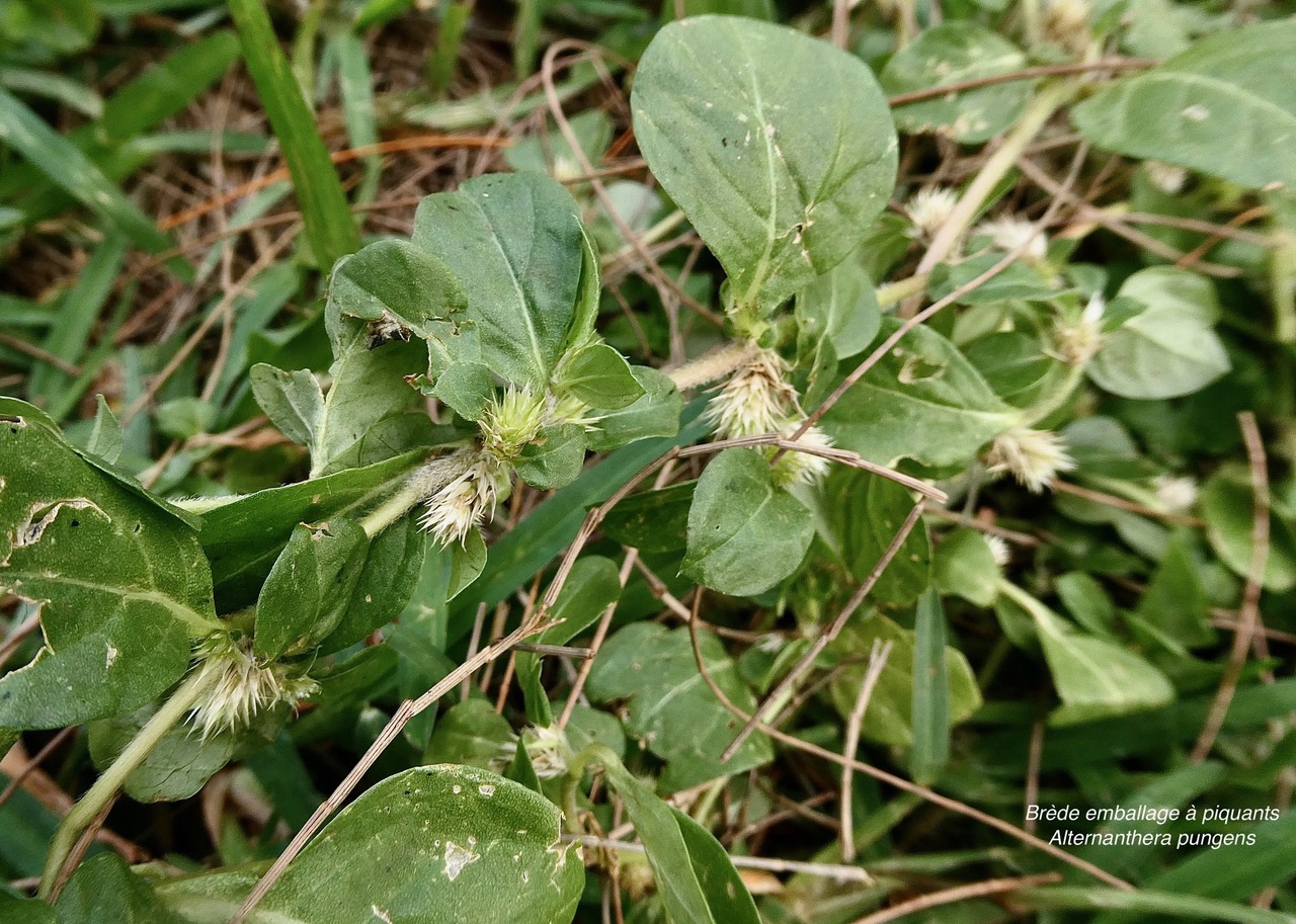 Alternanthera pungens Kunth.brède emballage à piquants.amaranthaceae.amphinaturalisé..jpeg