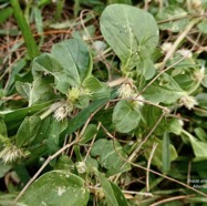 Alternanthera pungens Kunth.brède emballage à piquants.amaranthaceae.amphinaturalisé..jpeg