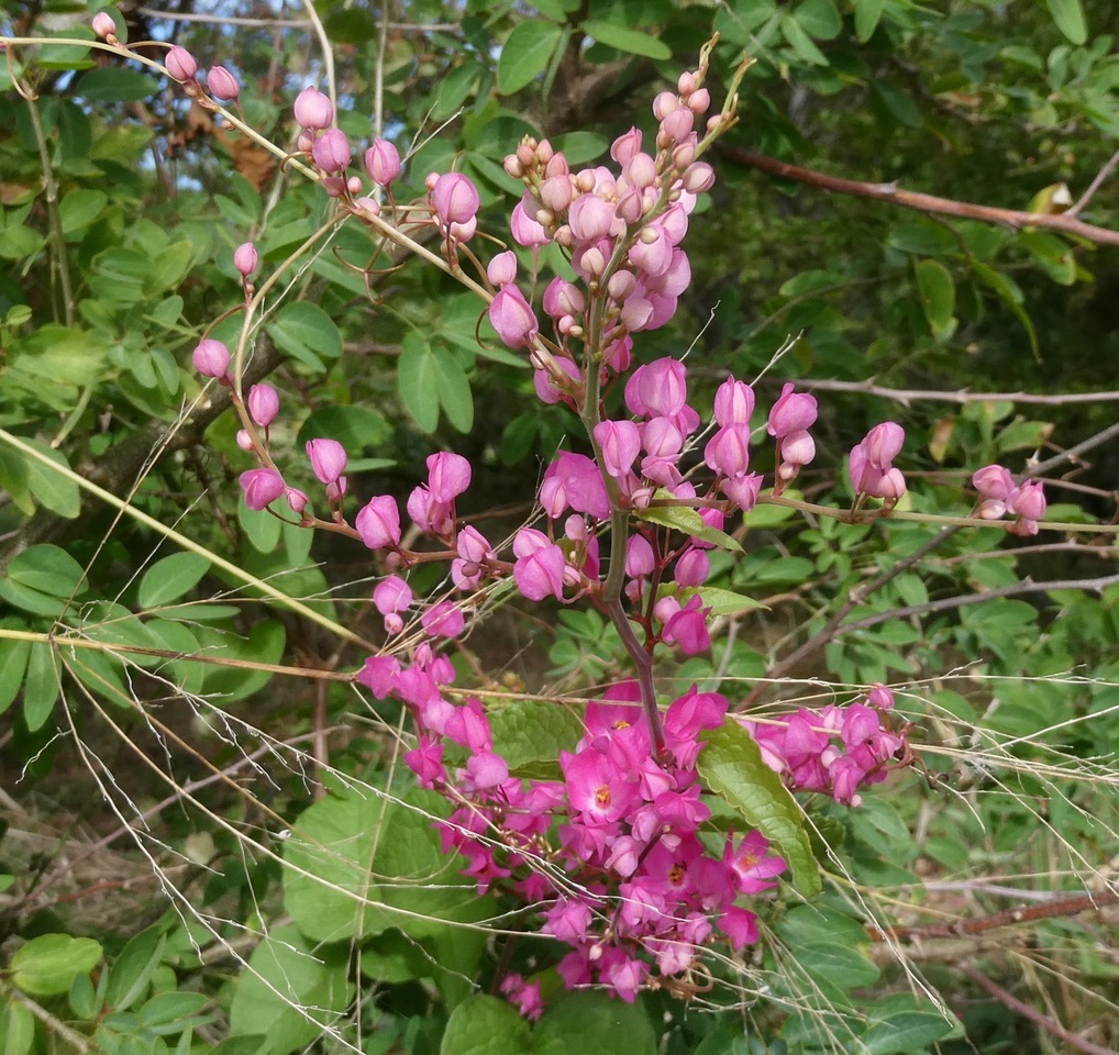 Antigonon leptopus Hook. et Arn.liane antigone.( fleurs ) polygonaceae.espèce cultivée..jpeg