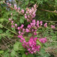 Antigonon leptopus Hook. et Arn.liane antigone.( fleurs ) polygonaceae.espèce cultivée..jpeg