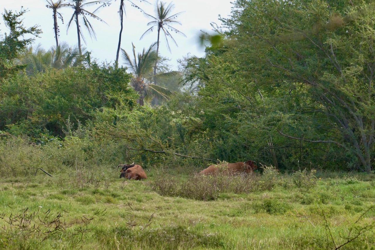 Au loin les boeufs moka se reposent en bordure de la prairie ..jpeg