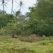 Au loin les boeufs moka se reposent en bordure de la prairie ..jpeg