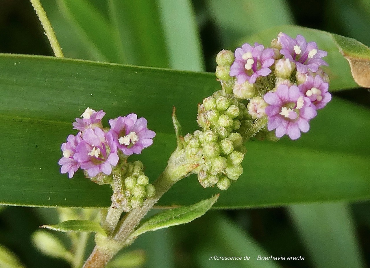 Boerhavia erecta.nyctaginaceae.sténonaturalisé.potentiellement envahissant..jpeg