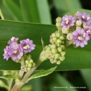 Boerhavia erecta.nyctaginaceae.sténonaturalisé.potentiellement envahissant..jpeg