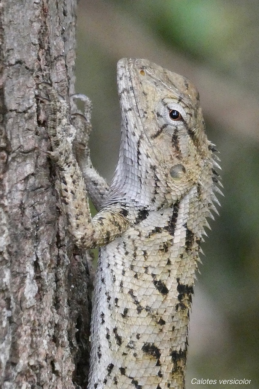 Calotes versicolor.agame variable.agamidae. (1).jpeg