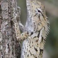 Calotes versicolor.agame variable.agamidae. (1).jpeg