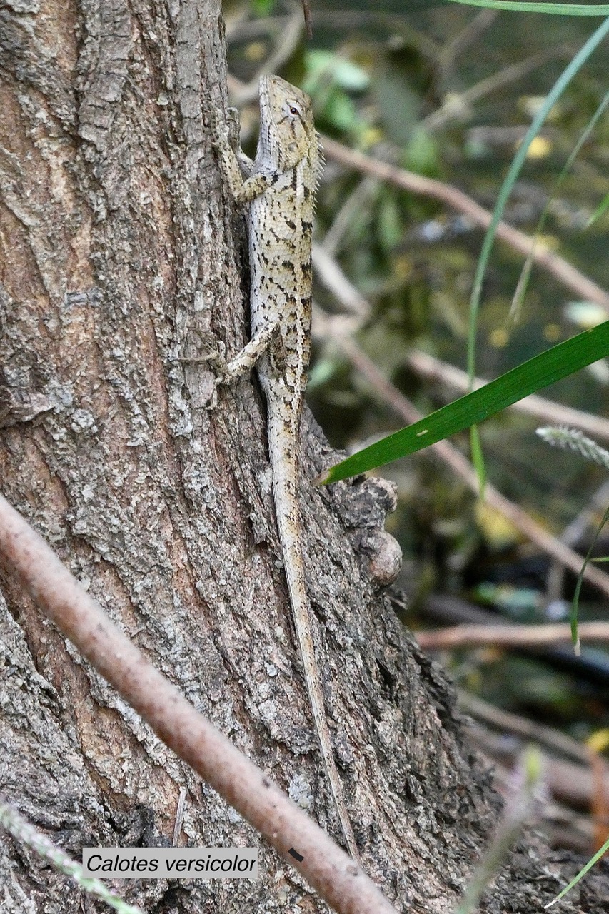 Calotes versicolor.agame variable.agamidae..jpeg