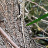 Calotes versicolor.agame variable.agamidae..jpeg