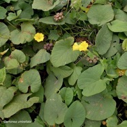 Camonea umbellata.( Merremia umbellata )convolvulaceae.potentiellement envahissante..jpeg