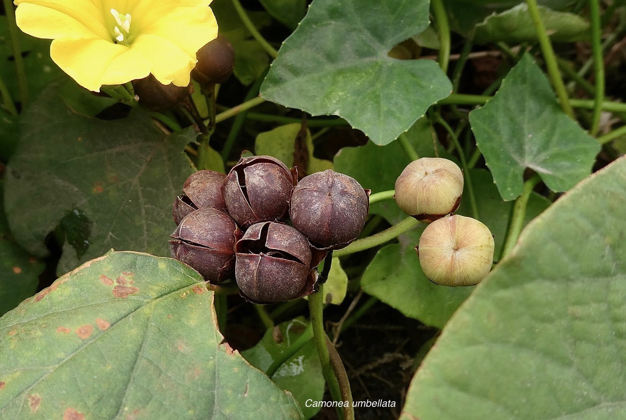 Camonea umbellata.( Merremia umbellata. fruits . convolvulaceae.potentiellement envahissante..jpeg