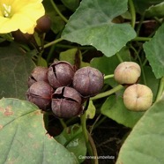 Camonea umbellata.( Merremia umbellata. fruits . convolvulaceae.potentiellement envahissante..jpeg