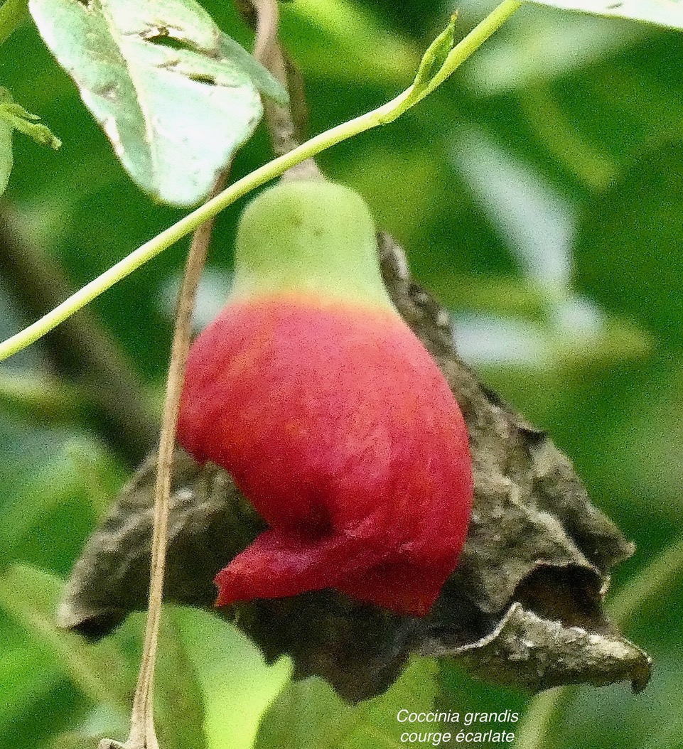 Coccinia grandis (L.) Voigt. - courge écarlate.cucurbitaceae.sténonaturalisé. (1).jpeg