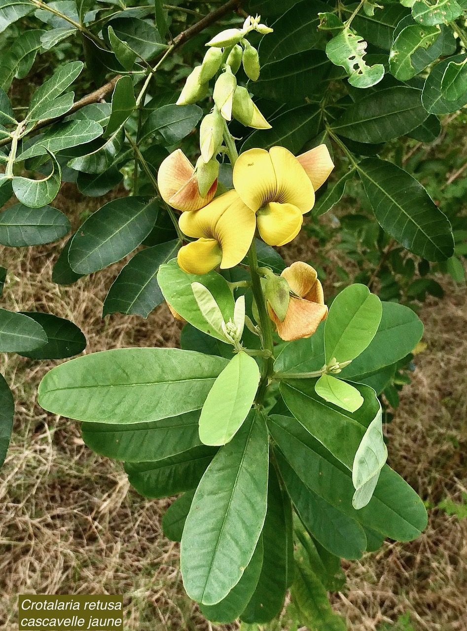 Crotalaria retusa. cascavelle jaune.pois rond marron.fabaceae.cryptogène..jpeg