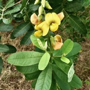 Crotalaria retusa. cascavelle jaune.pois rond marron.fabaceae.cryptogène..jpeg