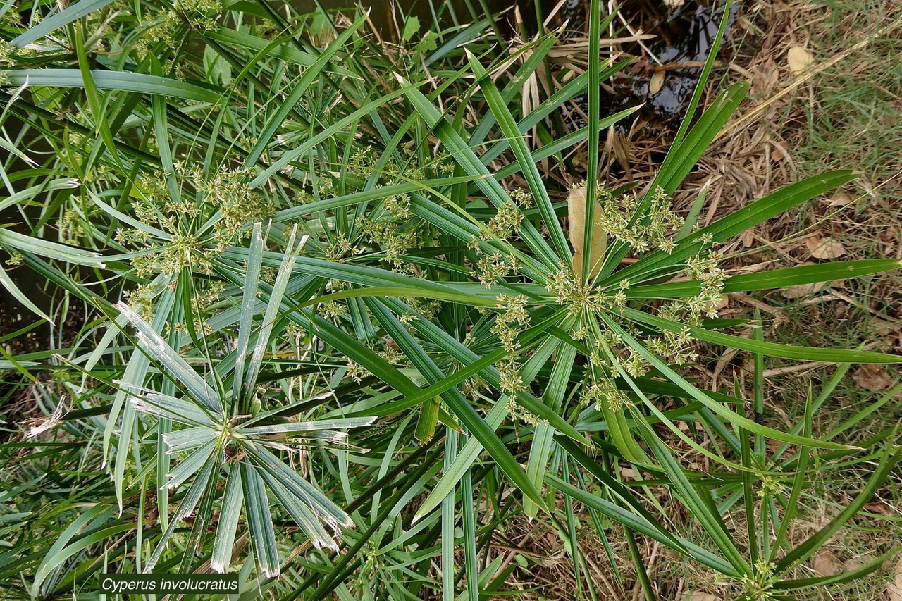 Cyperus involucratus.papyrus.souchet à feuilles alternes.cyperaceae.stenonaturalisé.très envahissan.jpeg