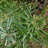 Cyperus involucratus.papyrus.souchet à feuilles alternes.cyperaceae.stenonaturalisé.très envahissan.jpeg