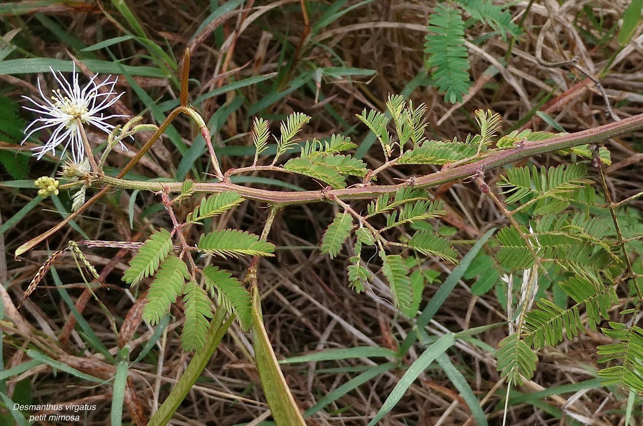 Desmanthus virgatus (L.) Willd.ti cassi.petit mimosa.fabaceae.amphinaturalisé..jpeg