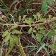 Desmanthus virgatus (L.) Willd.ti cassi.petit mimosa.fabaceae.amphinaturalisé..jpeg