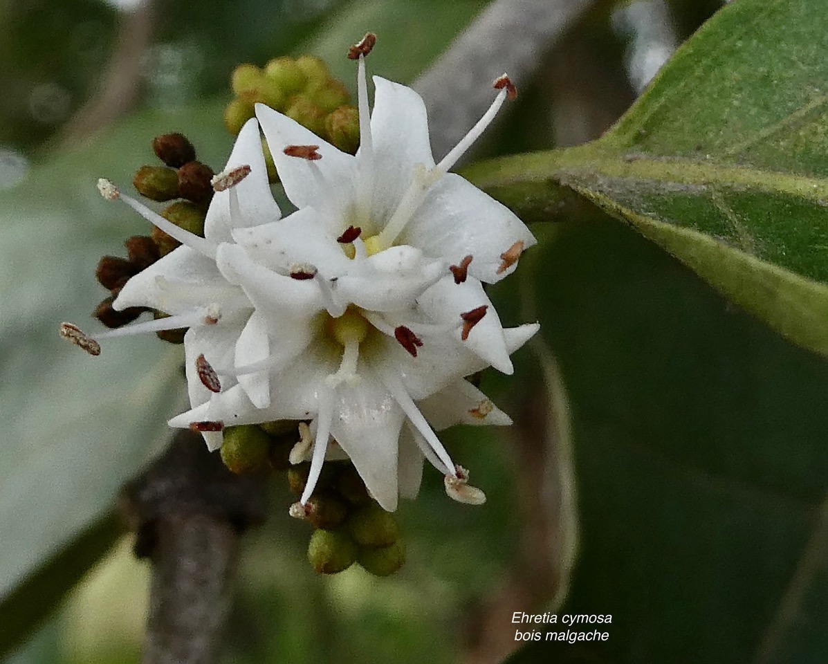 Ehretia cymosa.bois malgache.ehretiaceae.sténonaturalisé. (1).jpeg