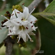 Ehretia cymosa.bois malgache.ehretiaceae.sténonaturalisé. (1).jpeg