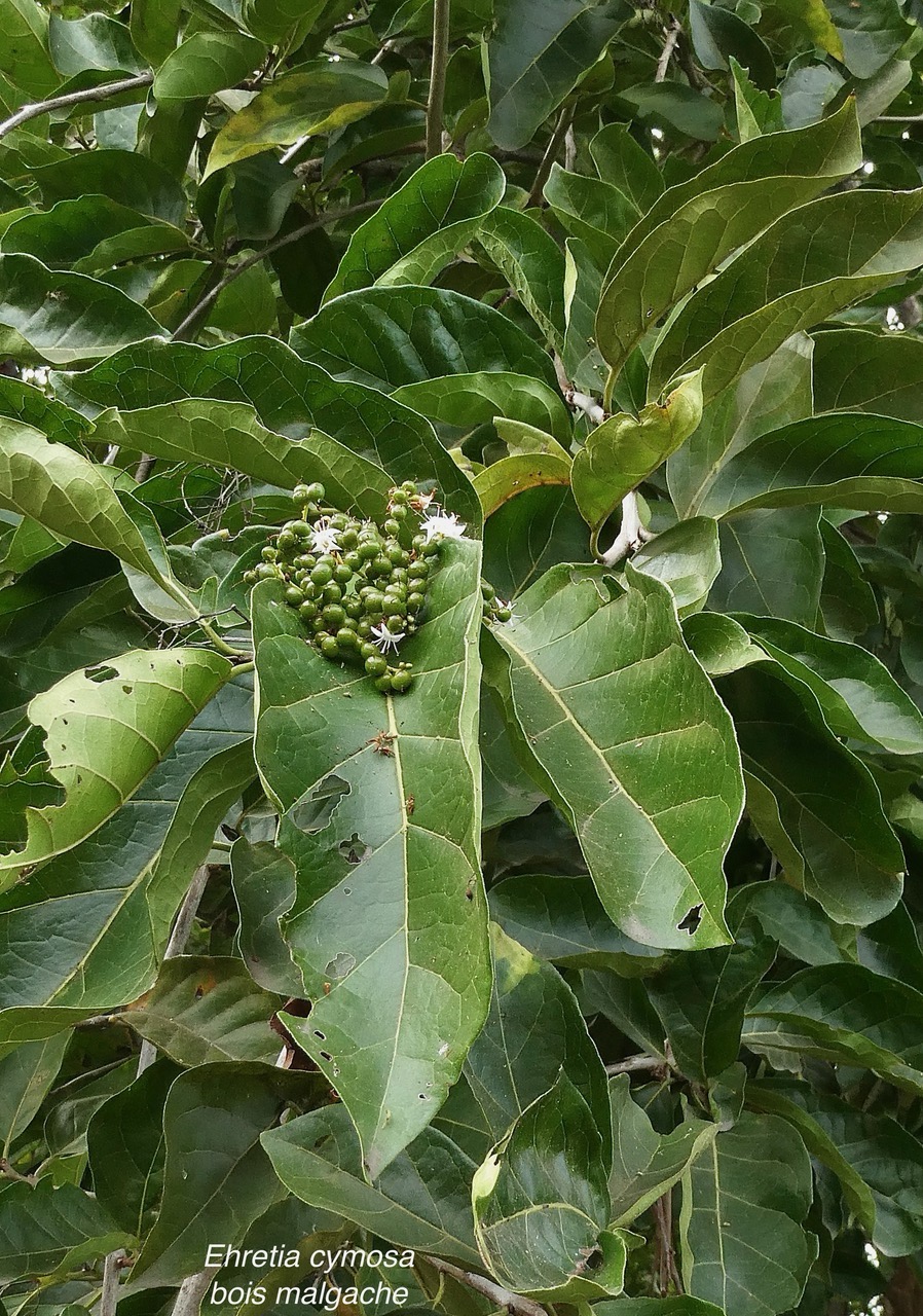 Ehretia cymosa.bois malgache.ehretiaceae.sténonaturalisé..jpeg