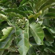 Ehretia cymosa.bois malgache.ehretiaceae.sténonaturalisé..jpeg