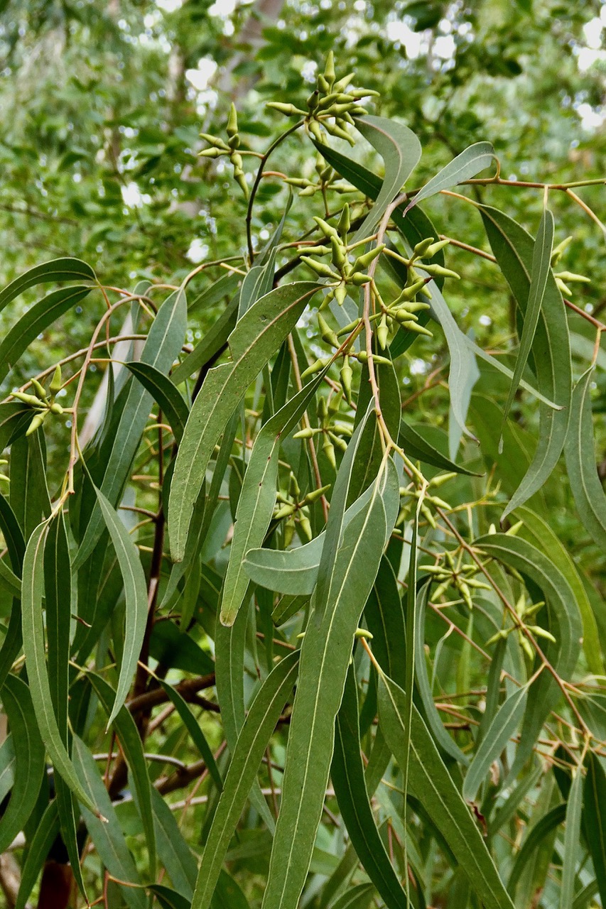 Eucalyptus camaldulensis Dehnh. gommier rouge.myrtaceae.espèce cultivée..jpeg