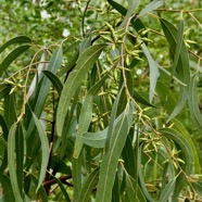 Eucalyptus camaldulensis Dehnh. gommier rouge.myrtaceae.espèce cultivée..jpeg