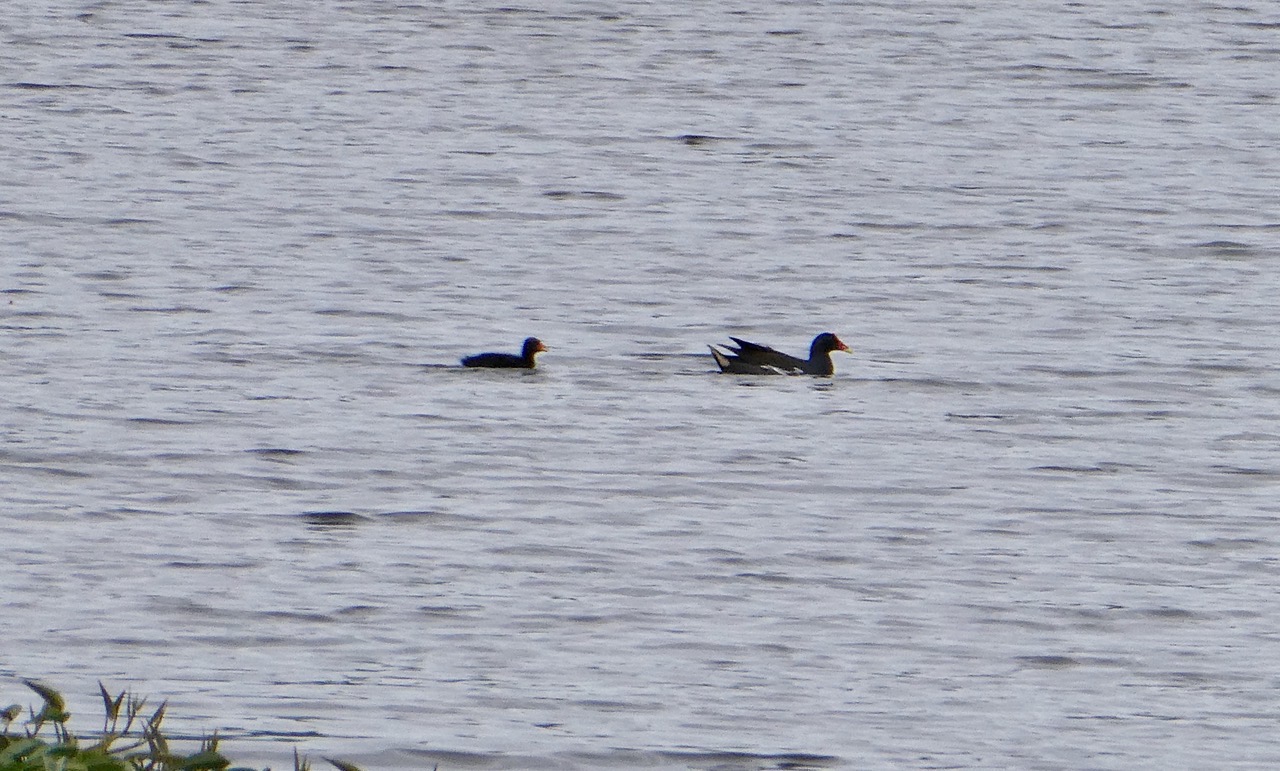 Gallinula chloropus.poule d'eau.rallidae..jpeg