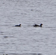 Gallinula chloropus.poule d'eau.rallidae..jpeg