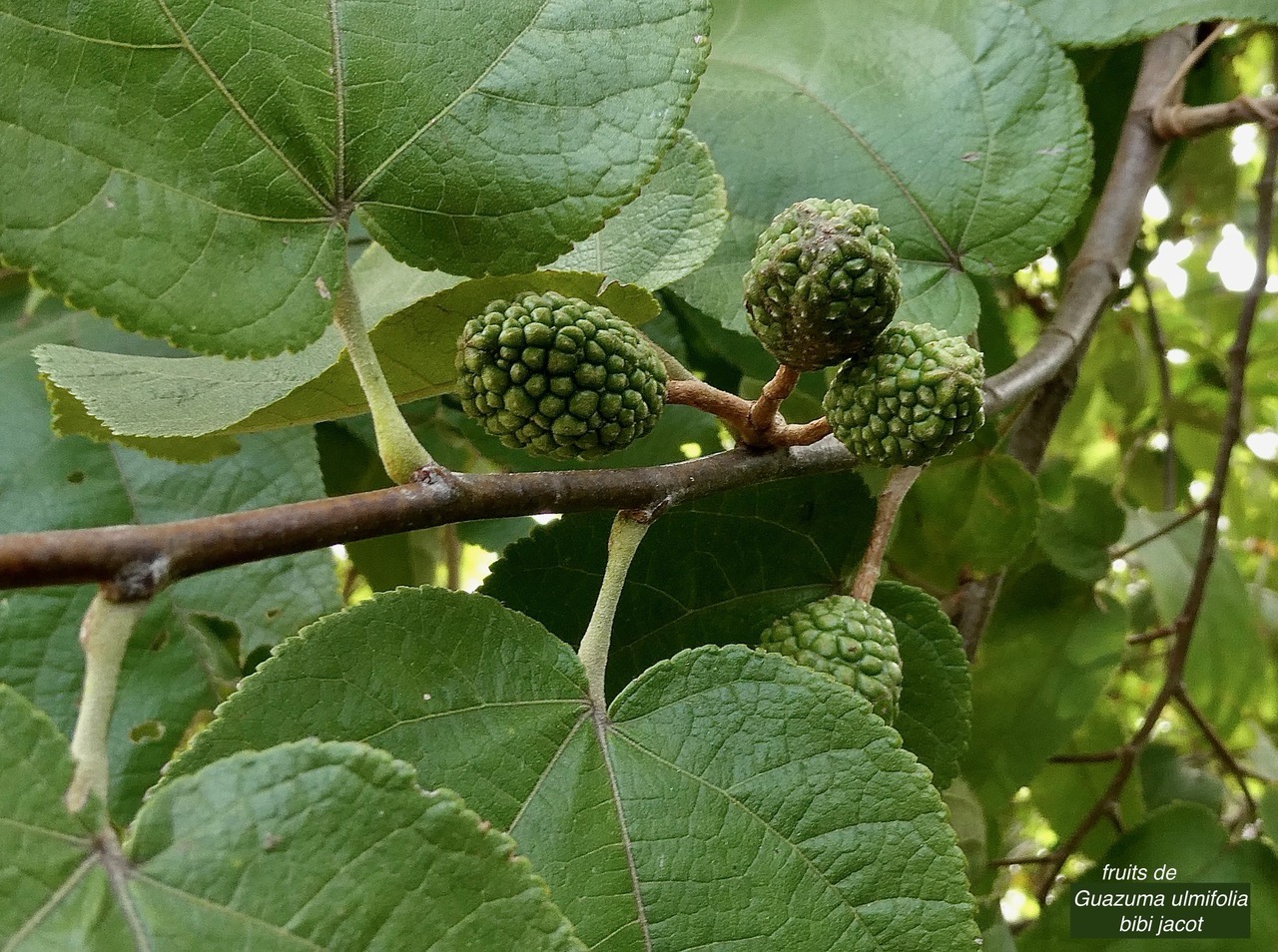 Guazuma ulmifolia.bibi jacot. fruits.malvaceae.espèce cultivée..jpeg