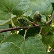 Guazuma ulmifolia.bibi jacot. fruits.malvaceae.espèce cultivée..jpeg