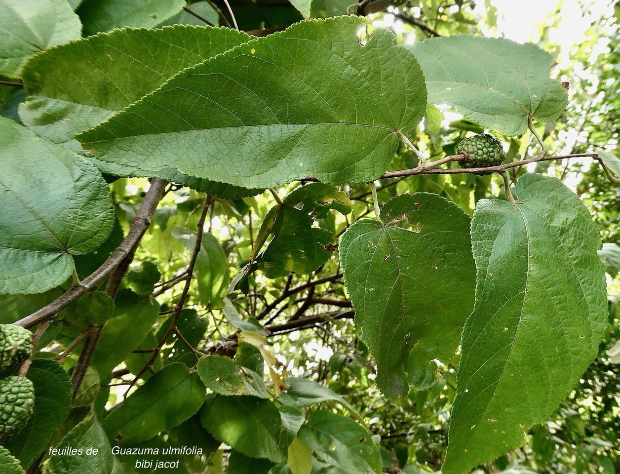 Guazuma ulmifolia.bibi jacot.malvaceae.espèce cultivée..jpeg