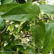 Guazuma ulmifolia.bibi jacot.malvaceae.espèce cultivée..jpeg