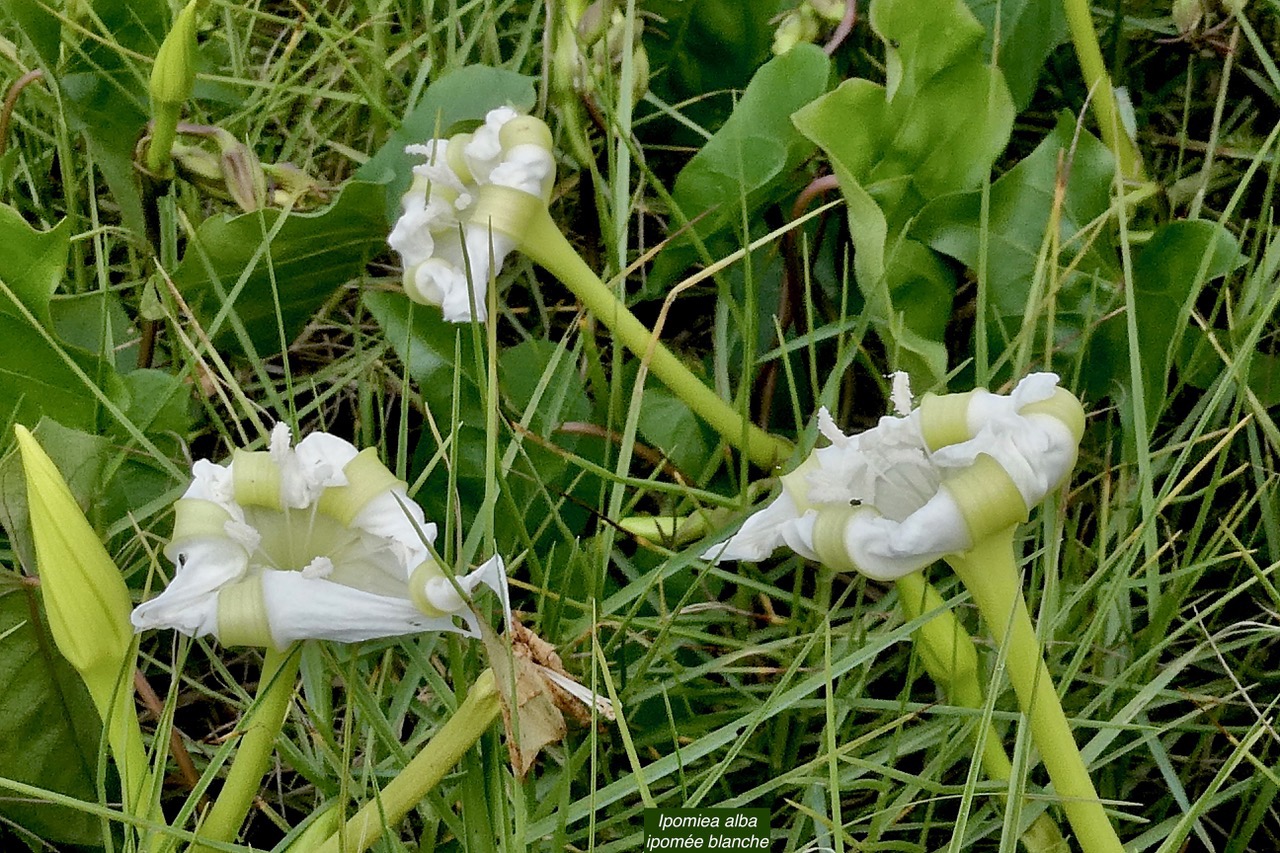 Ipomoea alba.ipomée blanche.convolvulaceae.cultivé. (1).jpeg