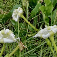 Ipomoea alba.ipomée blanche.convolvulaceae.cultivé. (1).jpeg