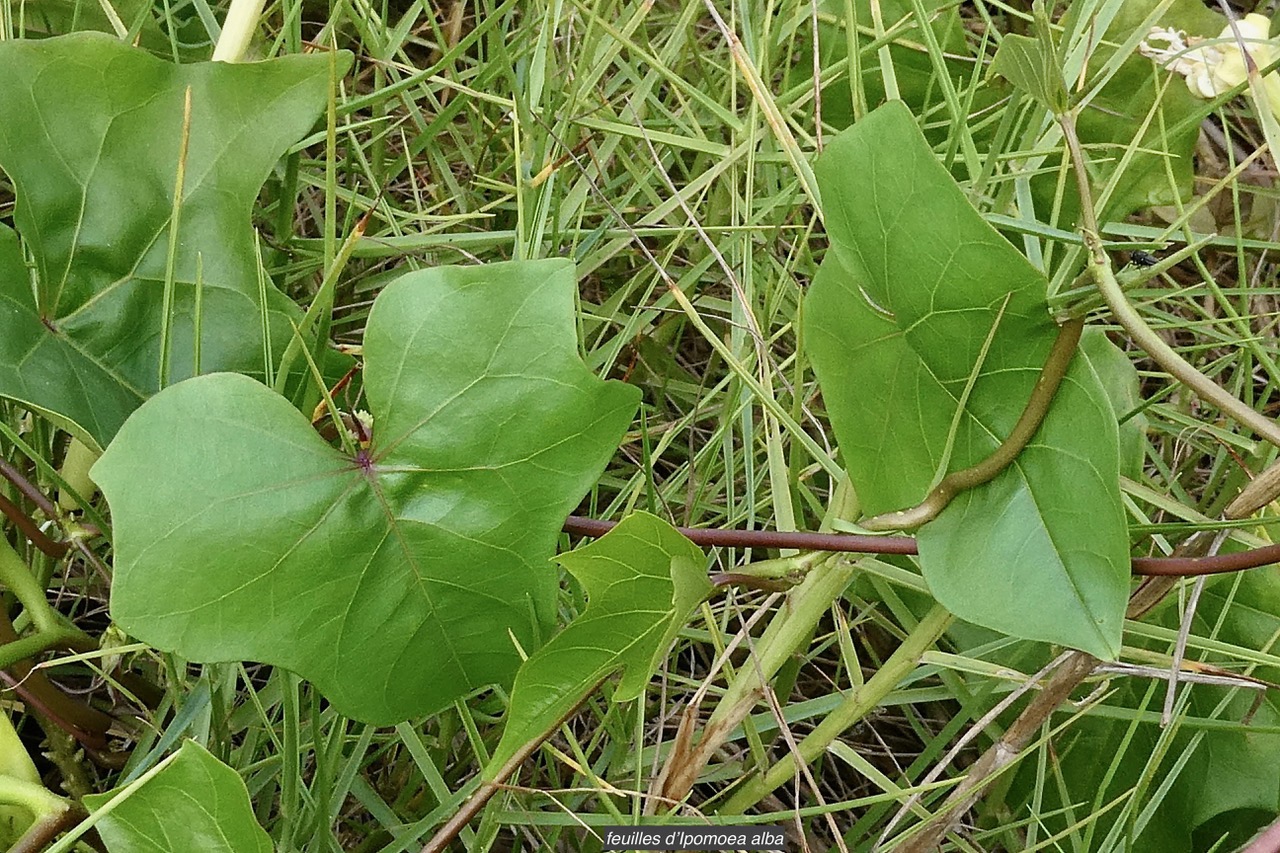 Ipomoea alba.ipomée blanche.convolvulaceae.cultivé. (2).jpeg