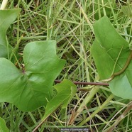 Ipomoea alba.ipomée blanche.convolvulaceae.cultivé. (2).jpeg