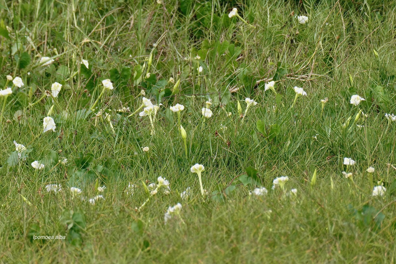 Ipomoea alba.ipomée blanche.convolvulaceae.cultivé. (3).jpeg