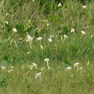 Ipomoea alba.ipomée blanche.convolvulaceae.cultivé. (3).jpeg