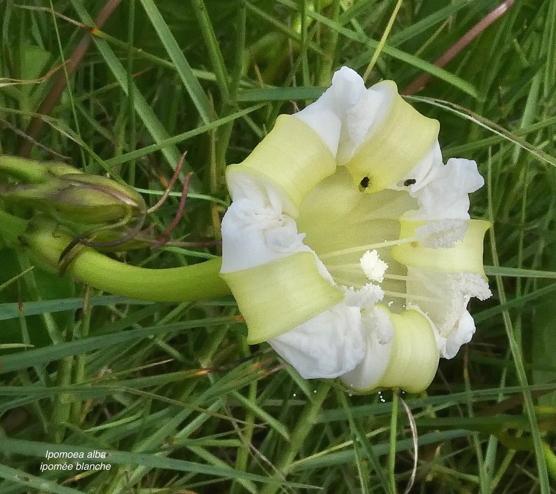 Ipomoea alba.ipomée blanche.convolvulaceae.cultivé..jpeg