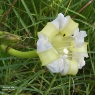 Ipomoea alba.ipomée blanche.convolvulaceae.cultivé..jpeg