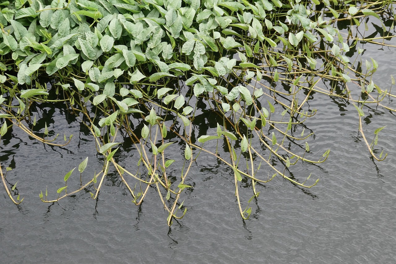 Ipomoea aquatica. liseron d'eau.convolvulaceae..jpeg