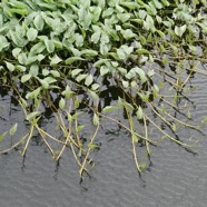 Ipomoea aquatica. liseron d'eau.convolvulaceae..jpeg