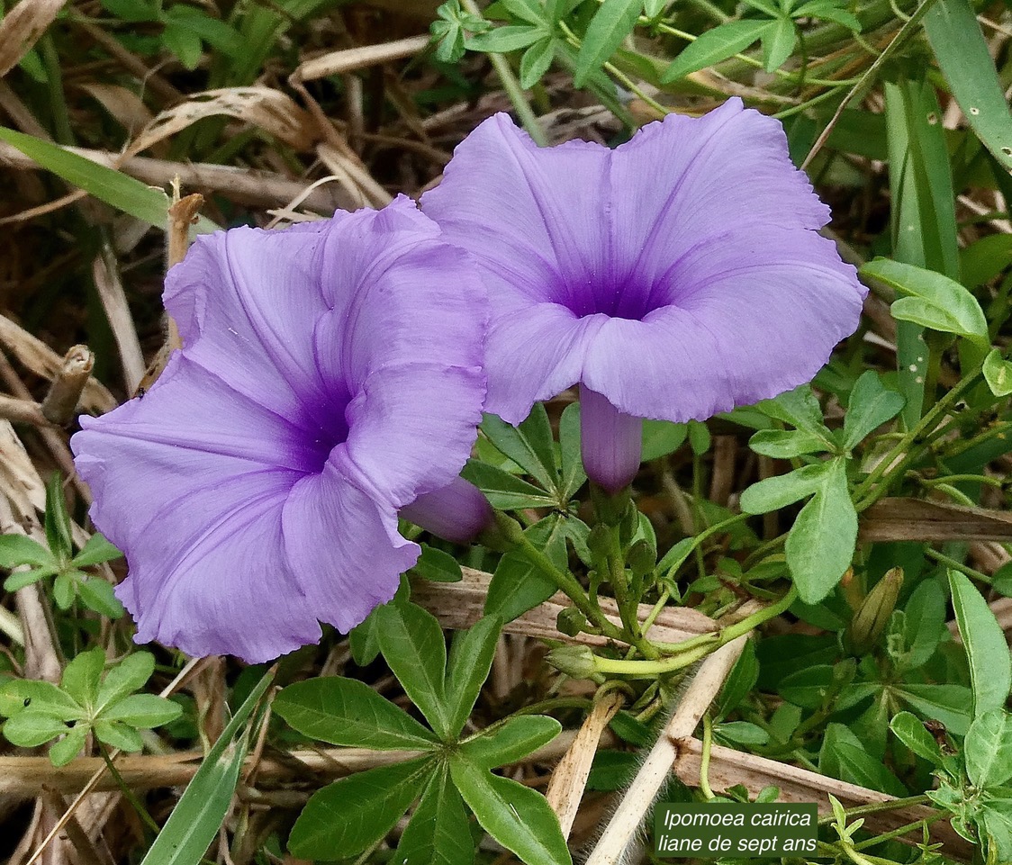 Ipomoea cairica. liane de sept ans.( fleurs ) convolvulaceae.amphinaturalisé.potentiellement envahissante..jpeg