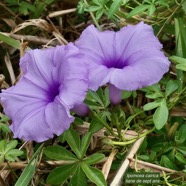 Ipomoea cairica. liane de sept ans.( fleurs ) convolvulaceae.amphinaturalisé.potentiellement envahissante..jpeg