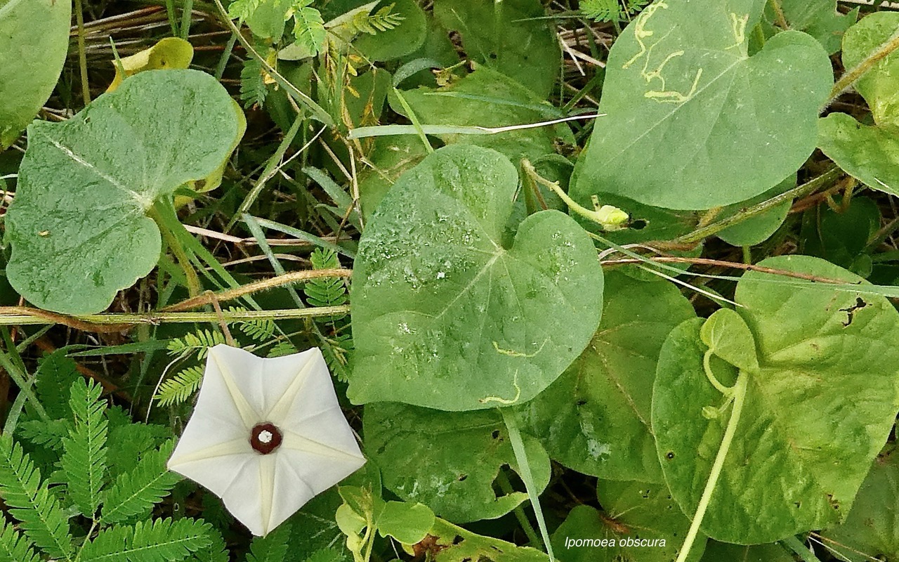 Ipomoea obscura.ipomée obscure.convolvulaceae.amphinaturalisé.espèce envahissante..jpeg