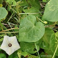 Ipomoea obscura.ipomée obscure.convolvulaceae.amphinaturalisé.espèce envahissante..jpeg